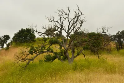 DSC_6510 (Large).JPG